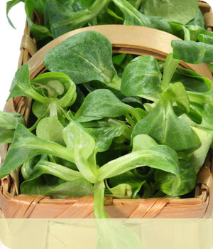 Feldsalat