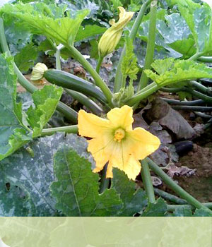 Zucchini